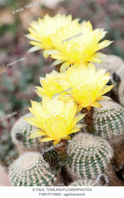 Cactus, Golden easter Lily cactus, Echinopsis aurea var. leucomalla, yellow flowers on top of spiky plant
