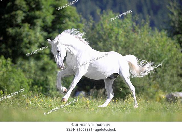 Lipizzan horse. Adult stallion (Siglavy Capriola Primas) galloping on a pasture. Austria