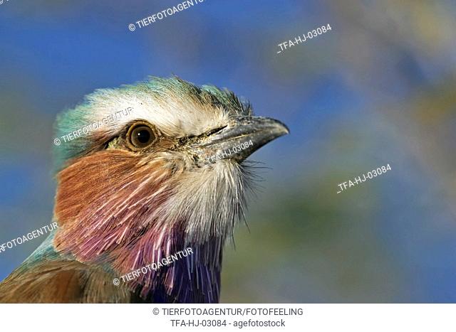 lilac-breasted roller portrait
