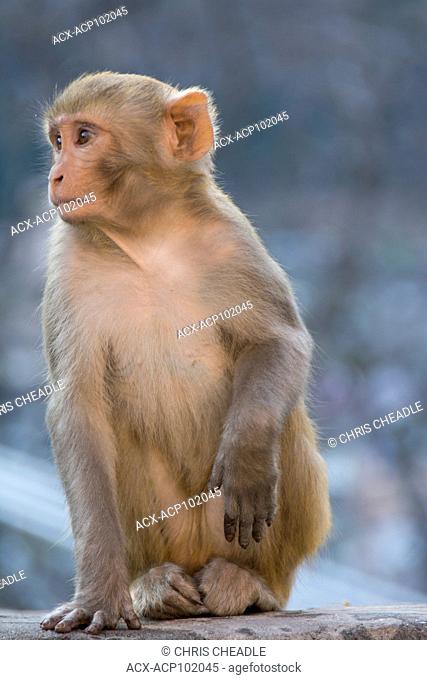 rhesus macaque (Macaca mulatta) at Muni Ki Reti, sometimes known as Lakshman Jhula, a bridge crossing the Ganges, Rishikesh, Tehri Garhwal district, Uttarakhand