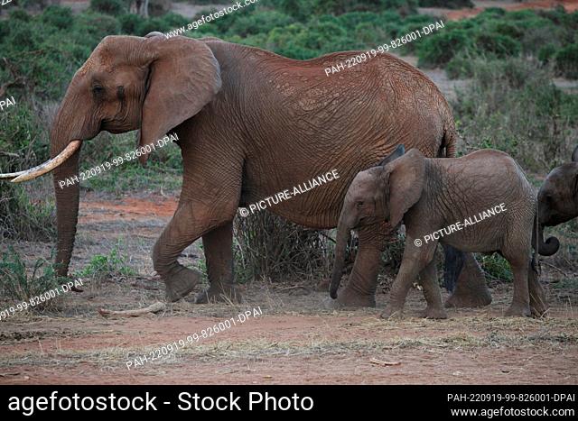 FILED - 24 August 2022, Kenya, Tsavo: An adult elephant and a baby elephant walk through Tsavo East National Park. Tsavo East is considered the largest national...