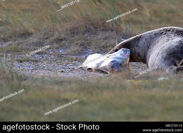 Grey Seal Giving Birth To Pup (Halichoerus grypus) Helgoland Germany