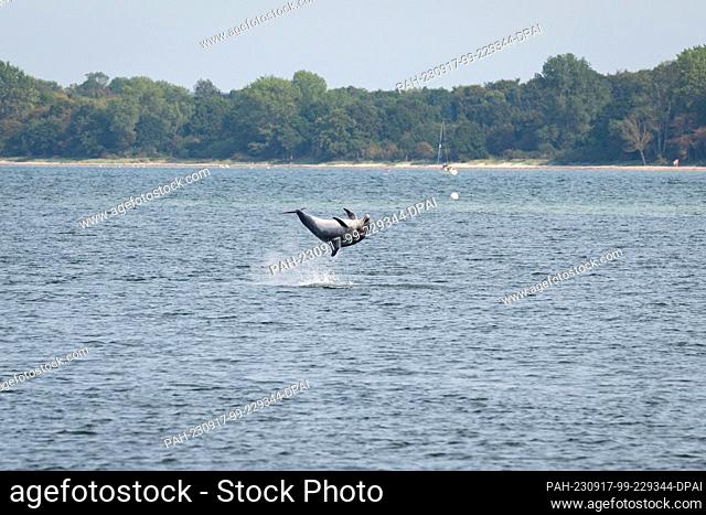 17 September 2023, Schleswig-Holstein, Travemünde: A dolphin jumps out of the water in the mouth of the river Trave. Photo: Jonas Walzberg/dpa