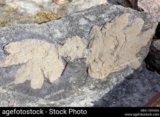 Geotope dinosaur tracks near Euerdorf, Bad Kissingen district, Lower Franconia, Bavaria, Franconia, Germany
