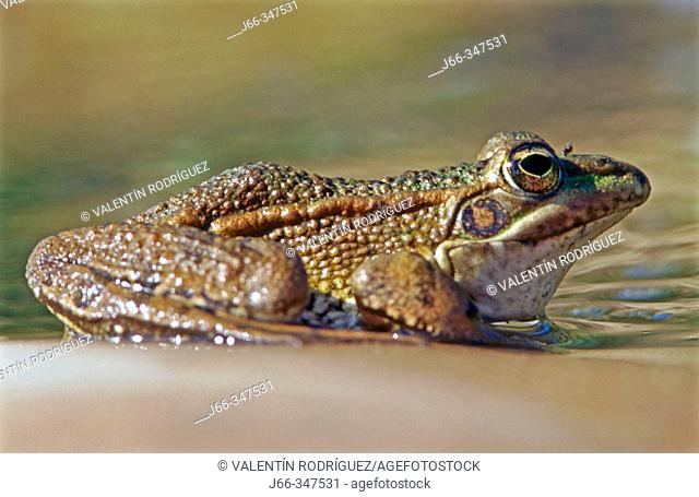 Common Frog (Rana perezi)