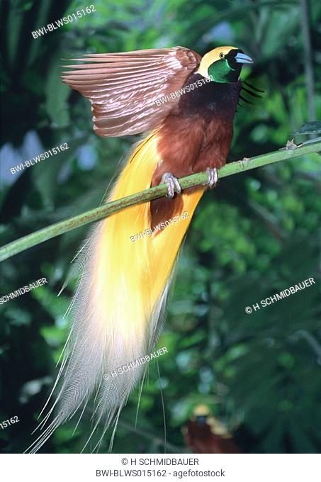 lesser bird of paradise Paradisaea minor, courting