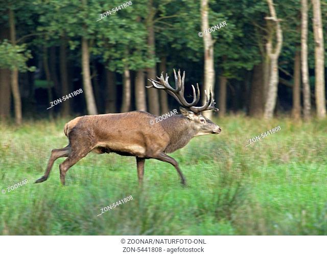 Rothirsch / Red deer / Cervus elaphus