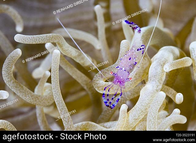 Commensal Shrimp in Sea anemone, Periclimenes tosaensis, Kimbe Bay, New Britain, Papua New Guinea