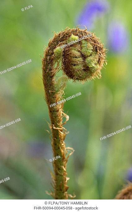Bracken Pteridium aquilinum emerging frond in woodland, spring
