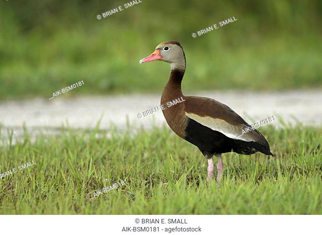 Adult Black-bellied Whistling-Duck (dendrocygna autumnalis) standing in spring green grass in Galveston County, Texas, United States