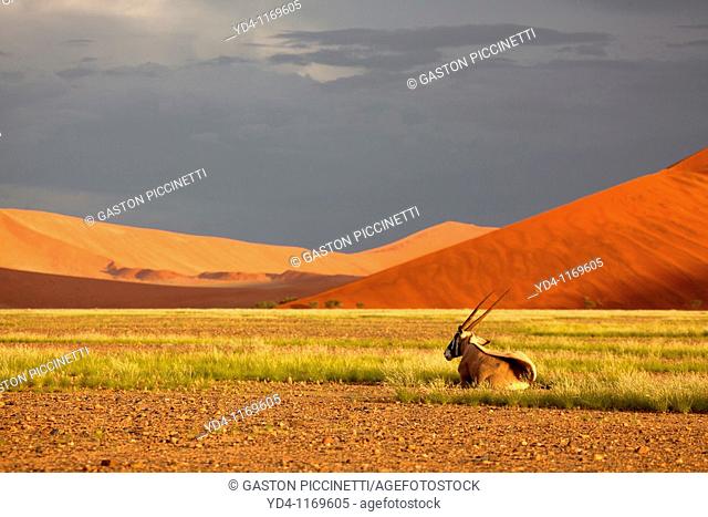 Beautiful colours in the desert in rainy season, Namib-Naukluft National Park, Namib desert, Namibia