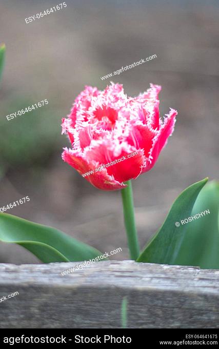 Fresh one tulip Brest terry fringe. Blooming tulip Brest, type Fringed. Selective focus of one pink or lilac tulip in a garden with green leaves