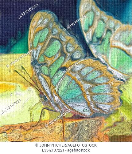 Malachite butterfly feeding, oil painting effect, digital art