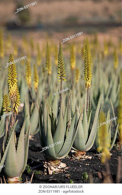 Eine Aloe Vera Plantage im Norden der Insel Fuetreventura auf den Kanrischen Inseln im Atlantischen Ozean