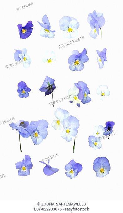 Blue pansy flowers