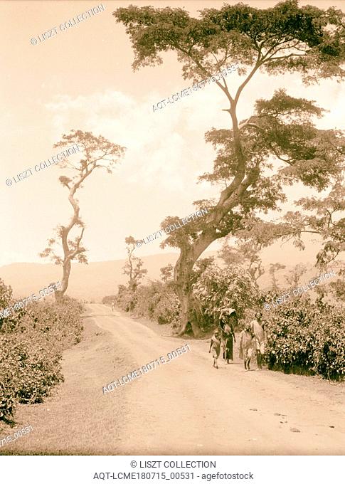Uganda. From Hoima to Fort Portal. Picturesque road with stately trees. 1936, Uganda