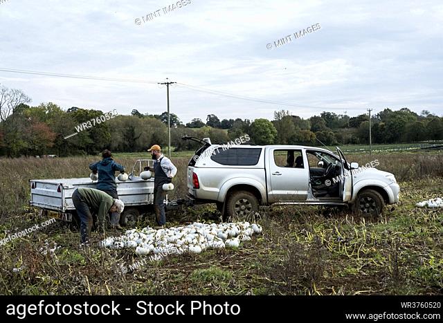 Three workers standing in a field, loading freshly picked white gourds onto a truck