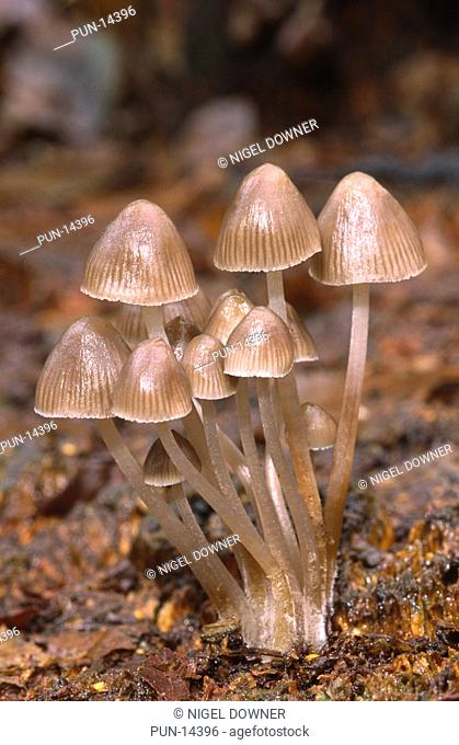 Close-up of a small group of oak bonnet-caps Mycena inclinata growing on hidden tree roots amongst leaf litter in woodland at Virginia Water, Berkshire