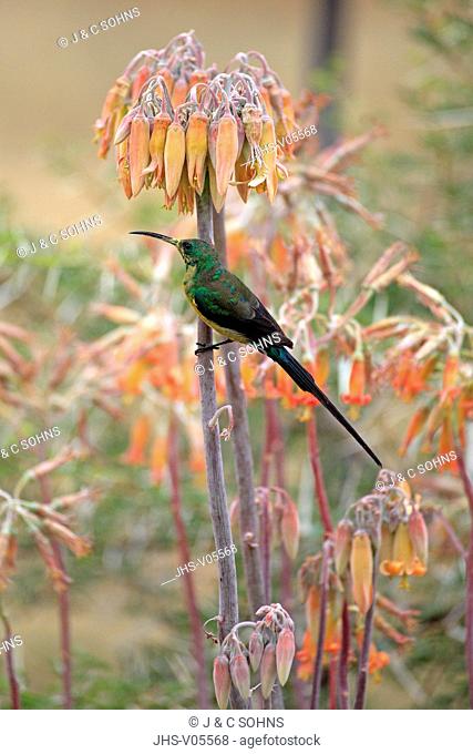 Malachite Sunbird, Nectarinia famosa, Oudtshoorn, Klein Karoo, South Africa, Africa, adult male at bloom