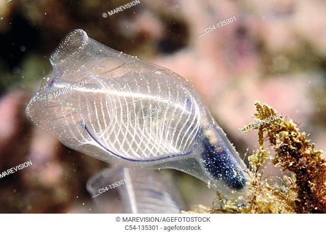 Tunicate (Clavelina dellavallei). Mediterranean Sea