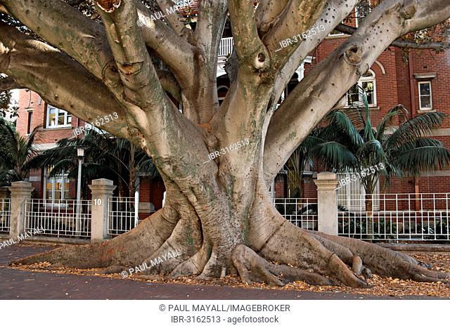 Moreton Bay Fig tree (Ficus macrophylla) on Murray Street, Perth, Western Australia, Australia