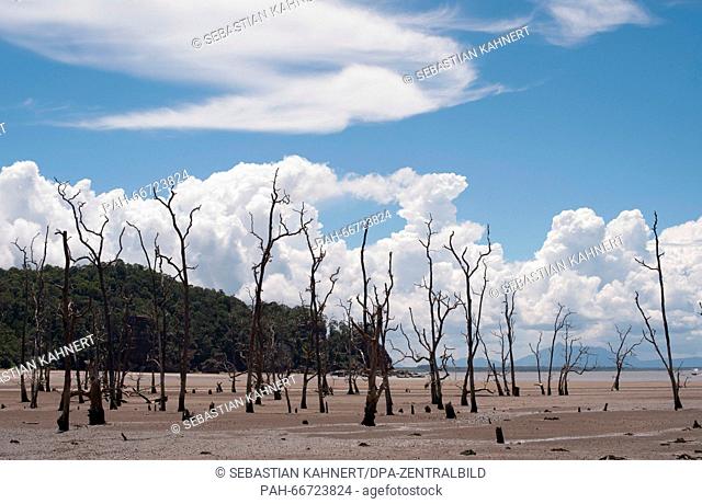 Withered trees at the Bako National Park near Kuching, Malaysia, on 25.10.2014. Photo: Sebastian Kahnert - NO WIRE SERVICE - | usage worldwide