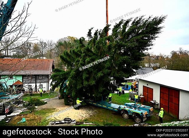 Christmas tree for Prague was cut down by specialists in Pertoltice pod Ralskem, Czech Republic, on November 25, 2023. A 56-year-old spruce will decorate...