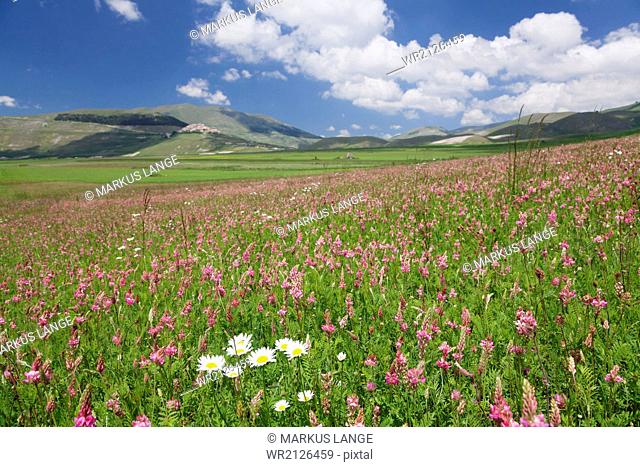 Field of wildflowers, Castelluccio di Norcia, Piano Grande, Monti Sibillini National Park, Perigua District, Umbria, Italy, Europe
