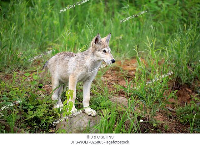 Gray Wolf, (Canis lupus), young on meadow, Pine County, Minnesota, USA, North America