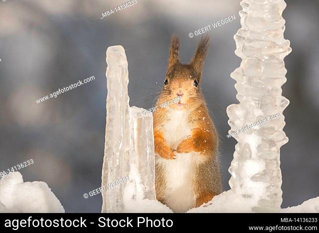 red squirrel standing behind and in between icicles looking at the viewer