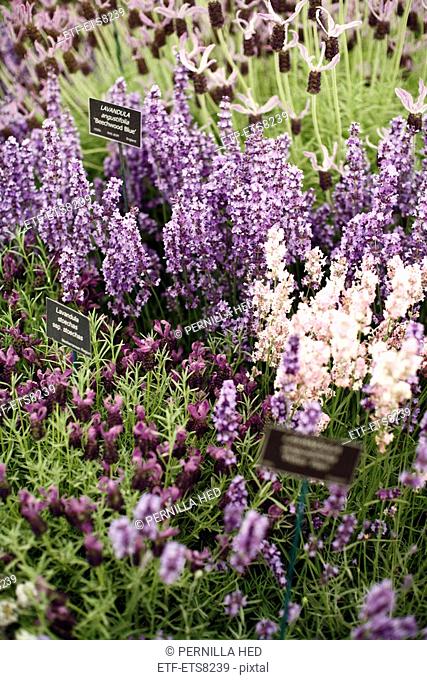 Five different kinds of lavender Chelsea flowershow London Great Britain