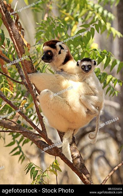 Verreaux's sifakas (Propithecus verreauxi), female and juvenile, Berenty Reserve, Madagascar, Africa