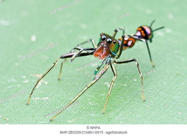 A male Orsima ichneumon wasp-mimic jumping spider, Selangor, Malaysia