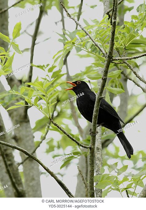 Male Blackbird in full song, Ireland