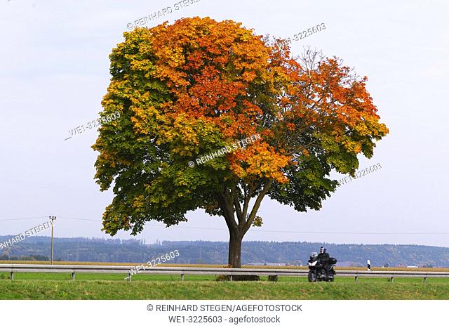 tree in autumn, fall colours