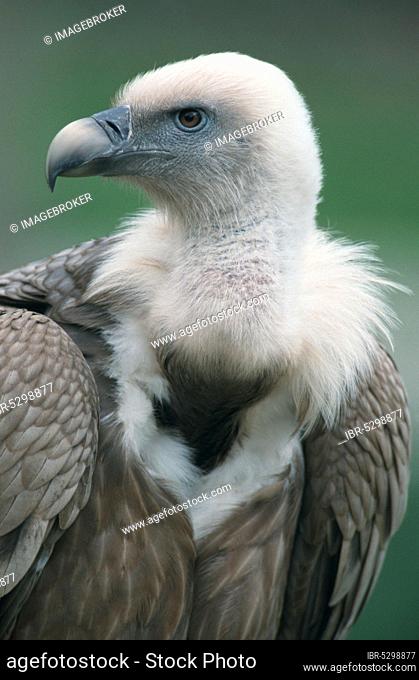 Griffon Vultures (Gyps fulvus)