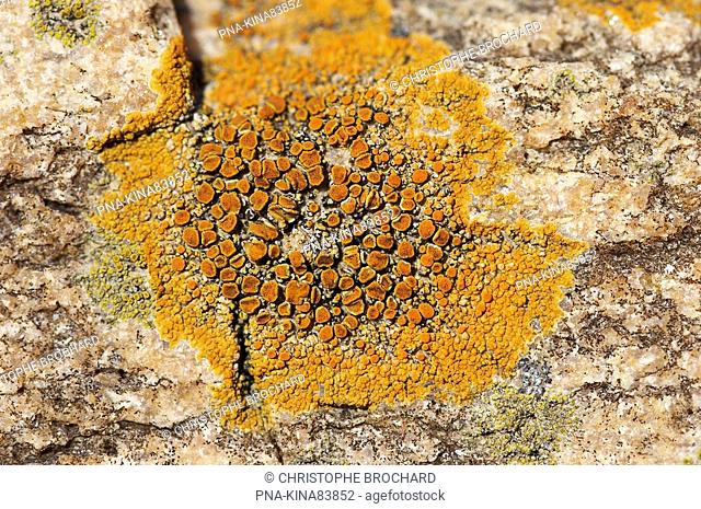 Orange sea lichen Caloplaca marina - Les Sables d’ Olonne, Vendee, Pays de la Loire, France, Europe