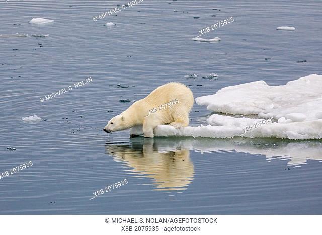 Second year polar bear cub, Ursus maritimus, on ice in Olgastretet off Barentsøya, Svalbard, Norway