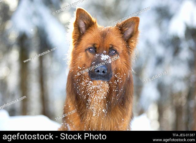 Harz Fox Portrait