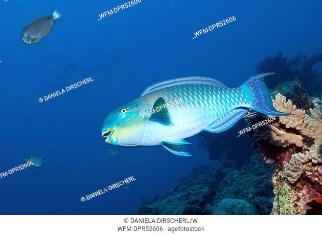 Indian Steephead Parrotfish, Scarus strongylocephalus, Felidhu Atoll, Maldives