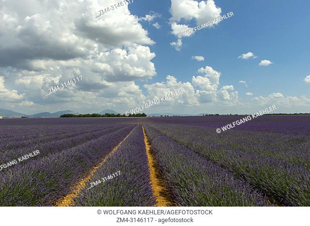 lavender field on the Valensole plateau near Digne-les-Bains and the Verdon gorges in the Alpes-de-Haute-Provence region in southern France