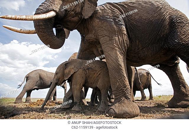 African elephant baby (Loxodonta africana) sheltering under mother's belly -wide angle perspective-, Maasai Mara National Reserve, Kenya