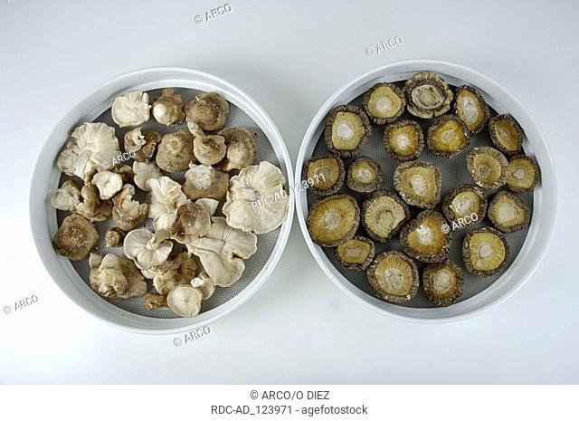 Shiitake Mushrooms dried Lentinus edodes