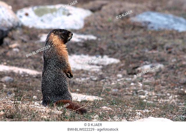 yellow-bellied marmot Marmota flaviventris