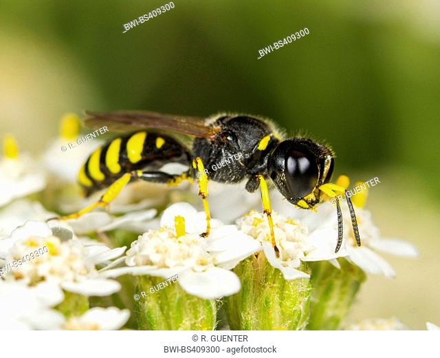digger wasp (Ectemnius lapidarius), Female foraging on Common Yarrow (Achillea millefolium), Germany