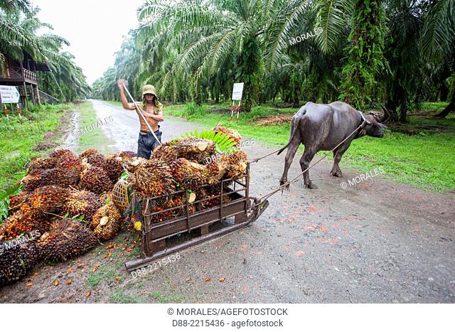 Asia, Borneo, Malaysia, Sabah, Sukau , Oil palm tree, African oil palm (Elaeis guineensis), exploitation of the fruits with the help of a water buffalo