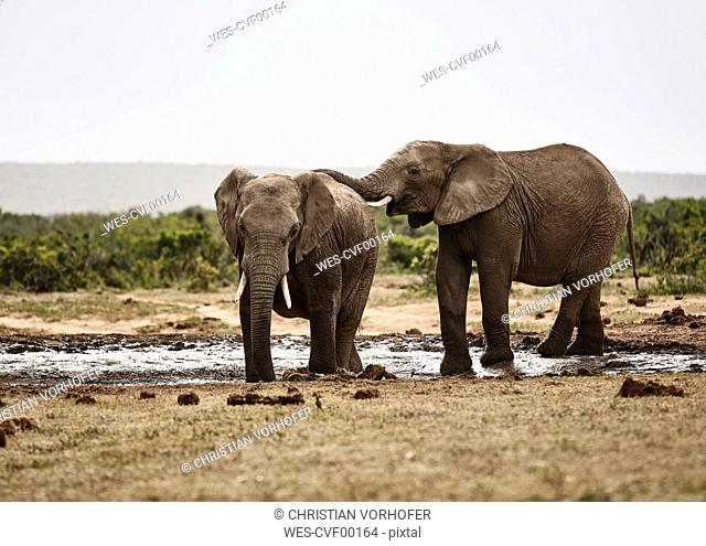South Africa, Eastern, Cape, Addo Elephant National Park, african elephants, Loxodonta Africana