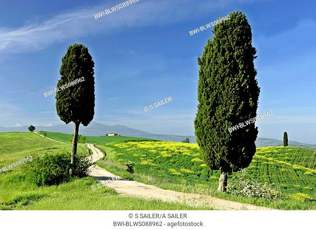 Italian cypress Cupressus sempervirens, typical tuscan landscape with cypress trees, Italy, Tuscany, Val d Orcia