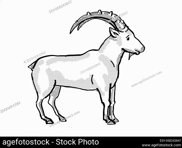 Retro cartoon line drawing style drawing of a Nubian Ibex, an endangered wildlife species on isolated background done in black and white full body