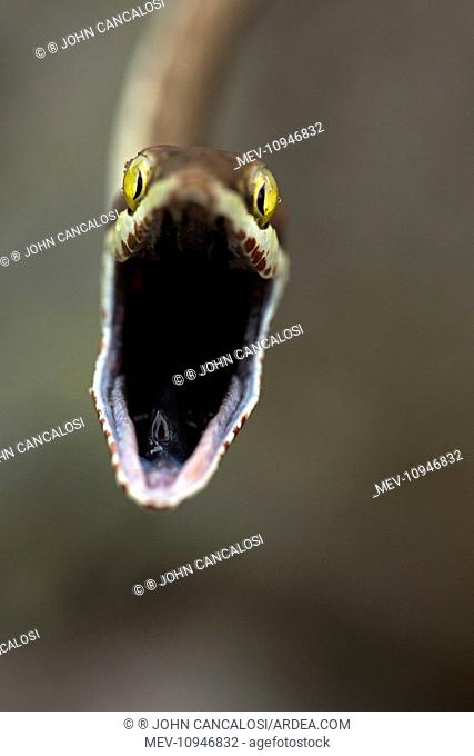 Brown Vine Snake - rear-fanged Found from Arizona to South America - Costa Rica